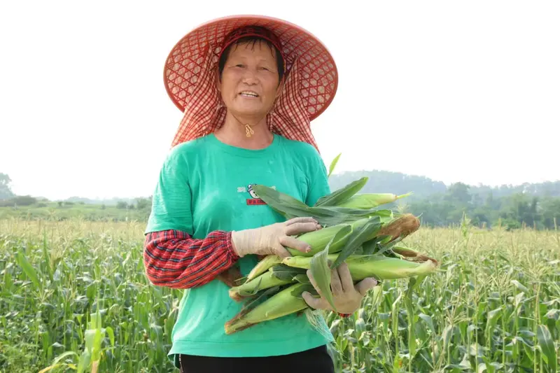 Grower holding a freshly picked armful of sweet corn