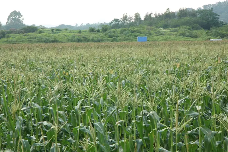 Sweet corn field under open sky