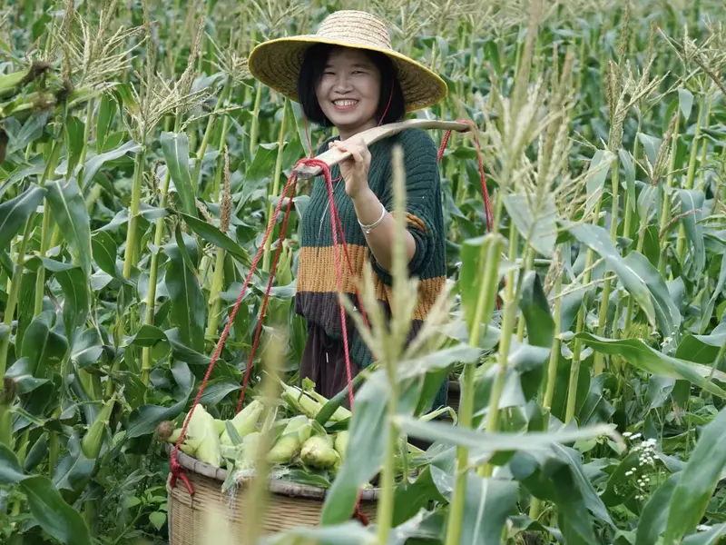 Harvesting sweet corn into baskets in the field