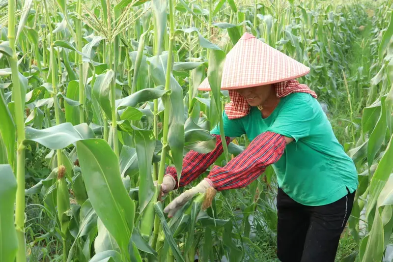 Selecting and picking sweet corn in the field